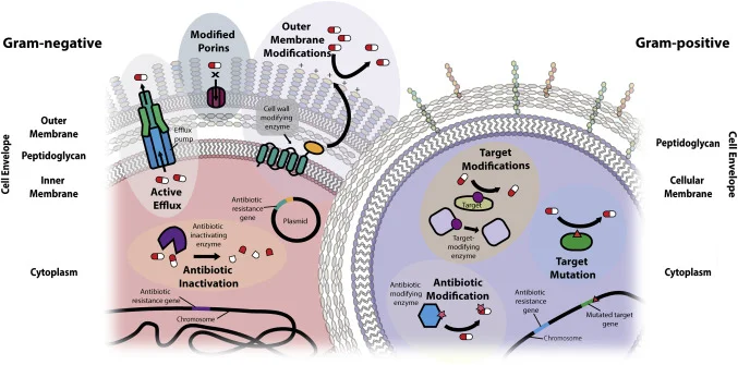 Antimicrobial Resistance and Respiratory Infections