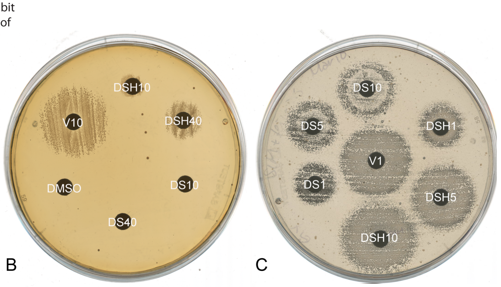 Tri-chlorination of a teicoplanin type glycopeptide antibiotic by the halogenase StaI evades resistance