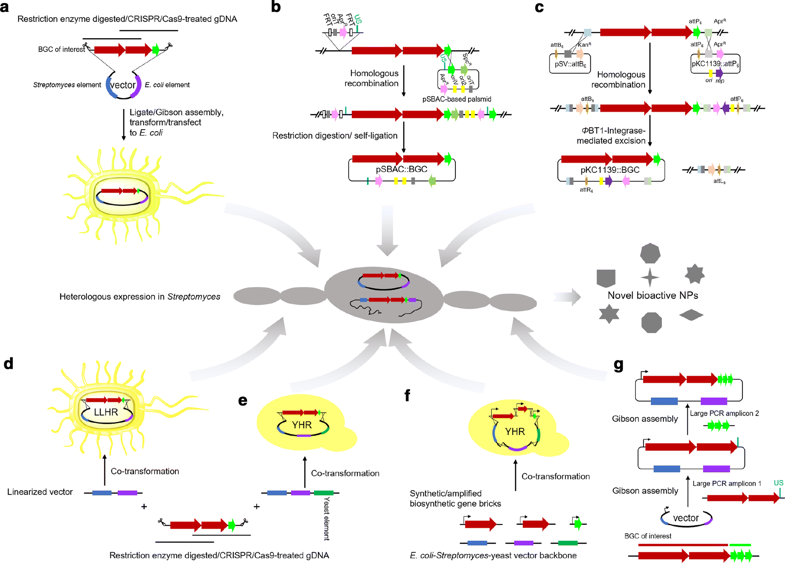 Heterologous expression-facilitated natural products’ discovery in actinomycetes