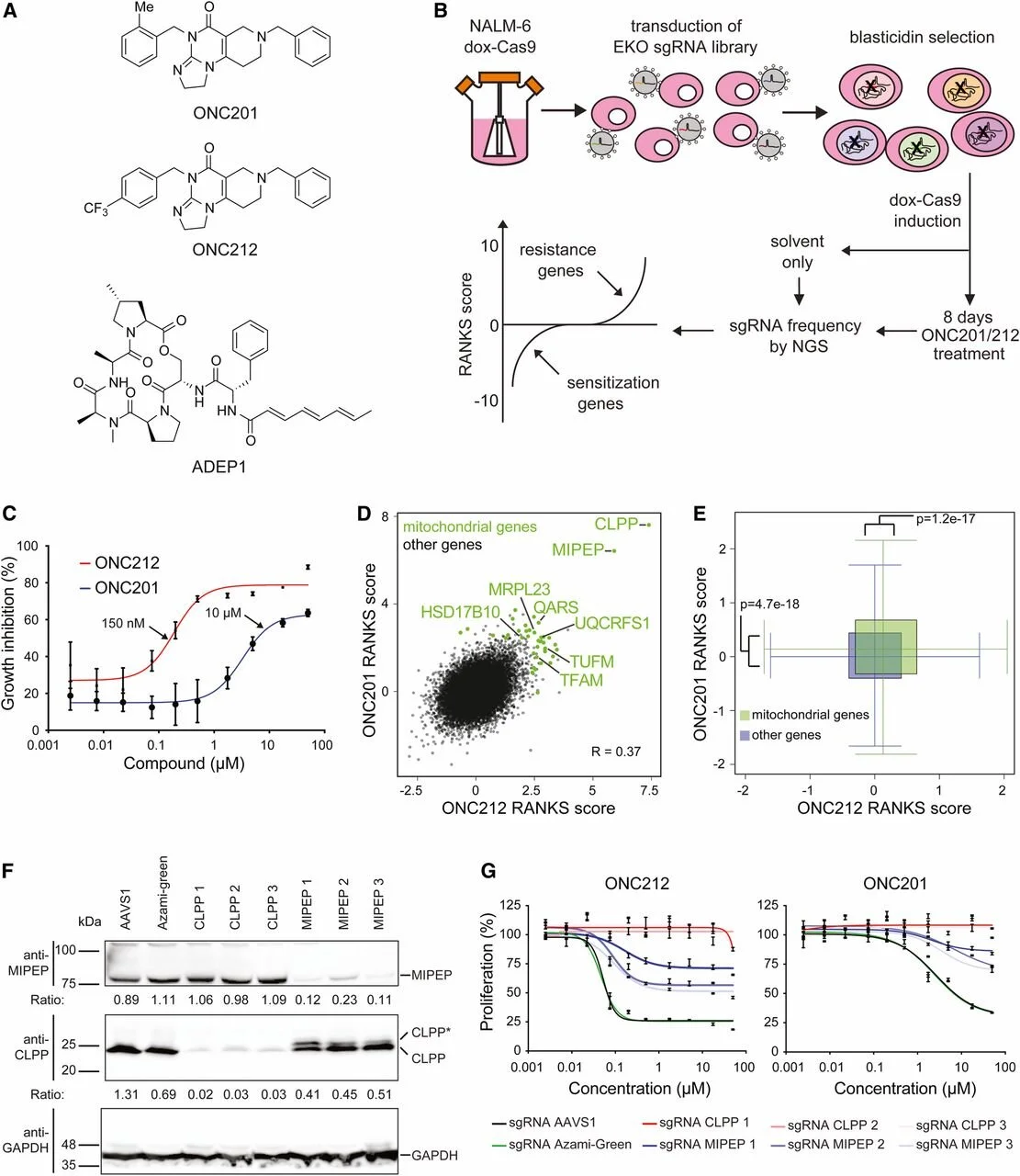 Imipridone Anticancer Compounds Ectopically Activate the ClpP Protease and Represent a New Scaffold for Antibiotic Development