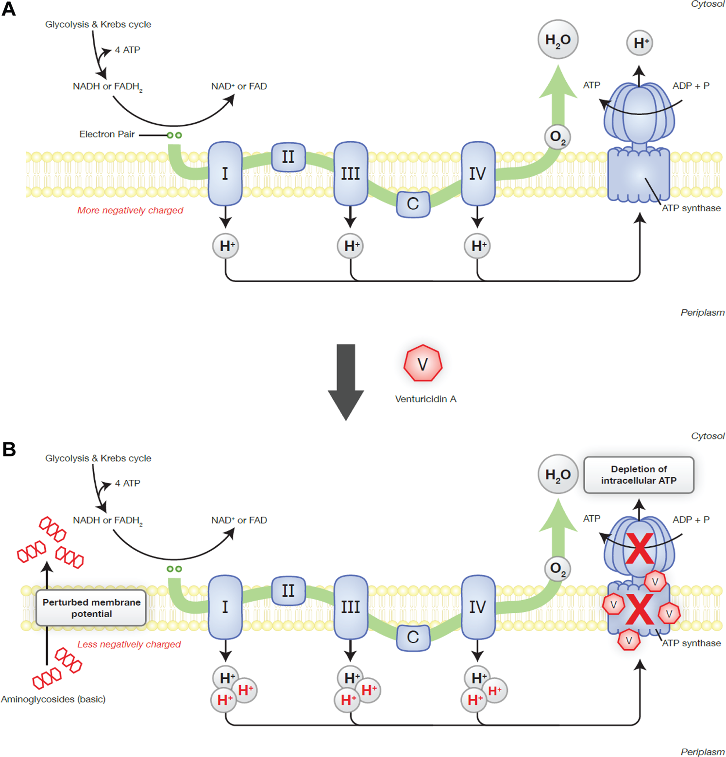 Venturicidin A, A Membrane-active Natural Product Inhibitor of ATP synthase Potentiates Aminoglycoside Antibiotics