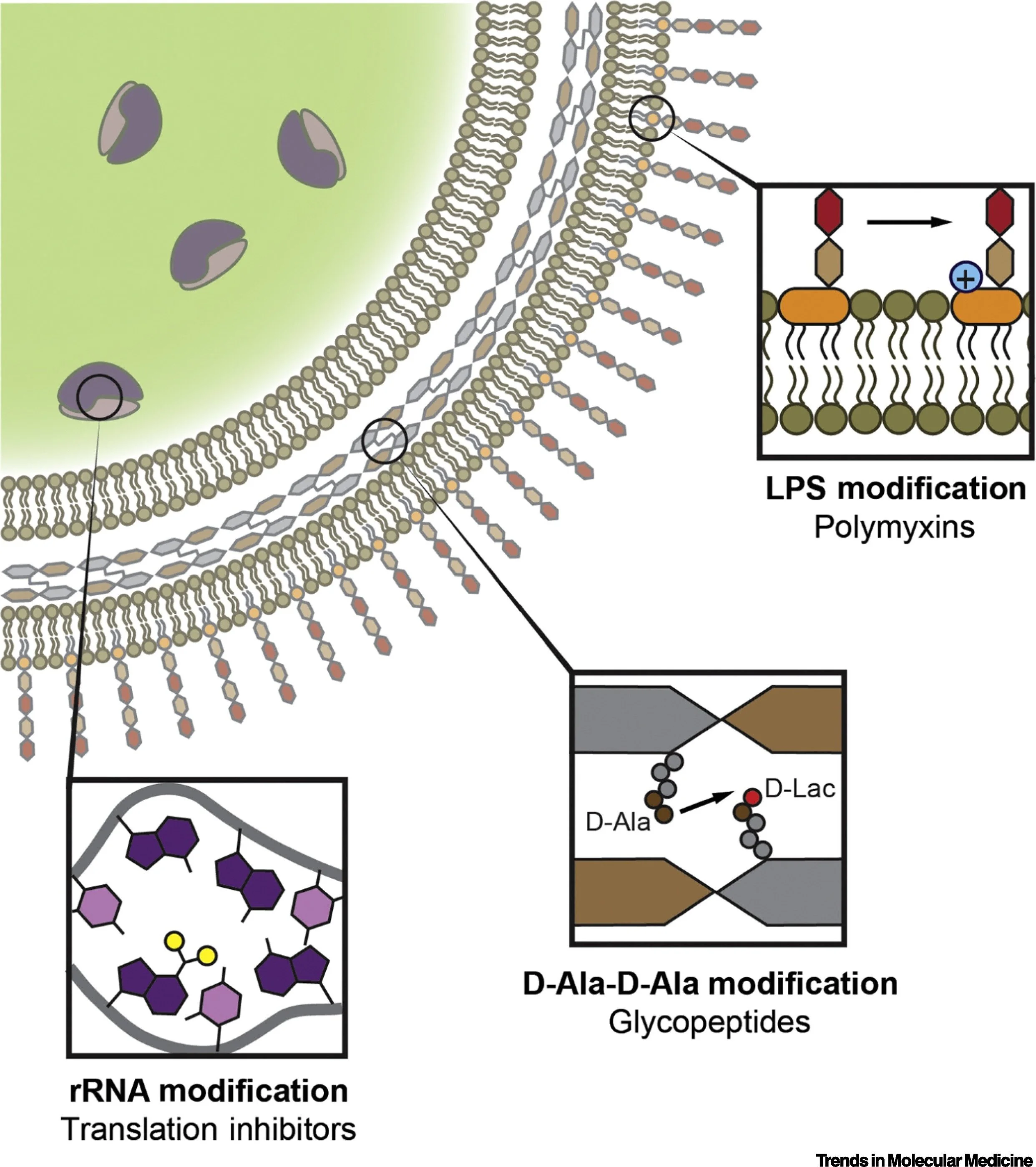 Antibiotic Resistance by Enzymatic Modification of Antibiotic Targets