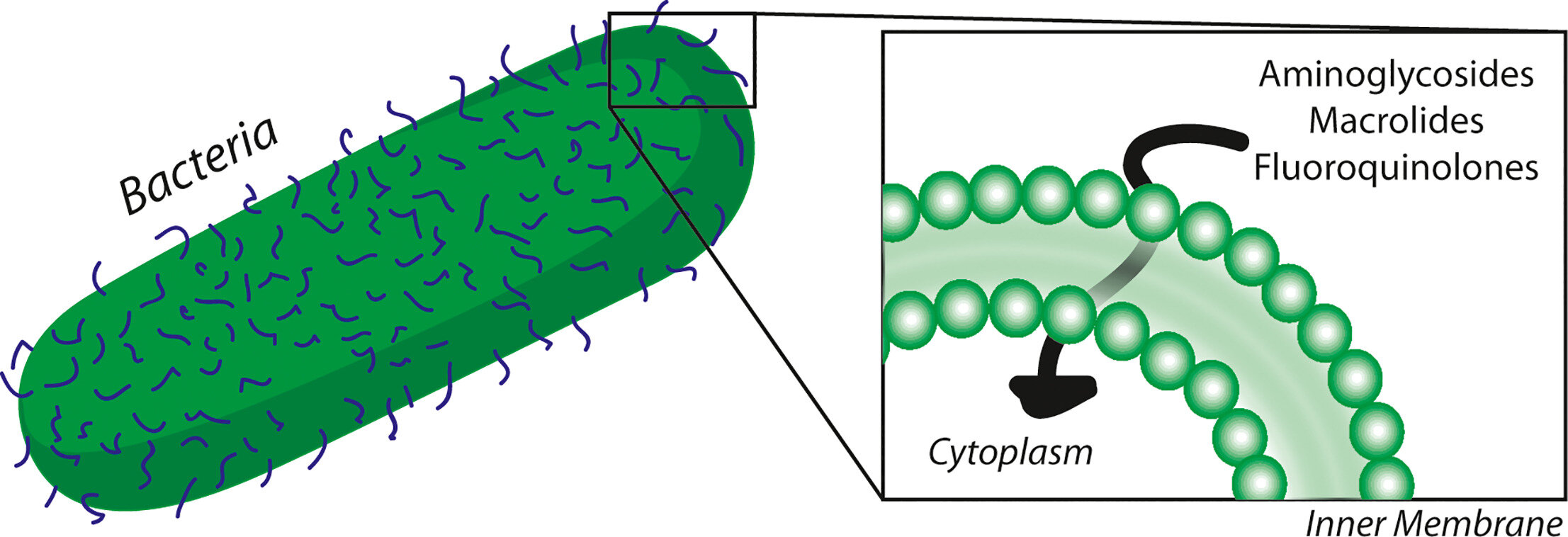 Membrane interactions of non-membrane targeting antibiotics: The case of aminoglycosides, macrolides, and fluoroquinolones