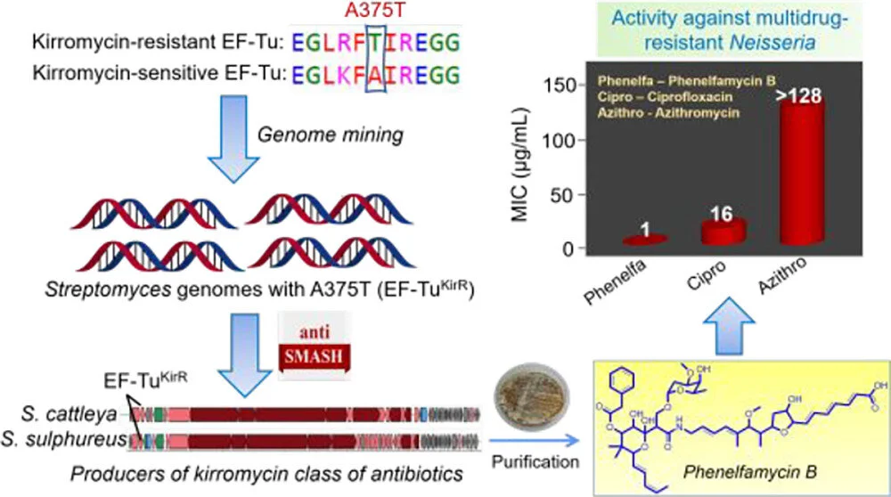 Resistance-Guided Discovery of Elfamycin Antibiotic Producers with Antigonococcal Activity