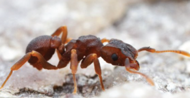 Insects Offer Promise In The Fight Against Antibiotic Resistance: Dr. Wright Weighs In