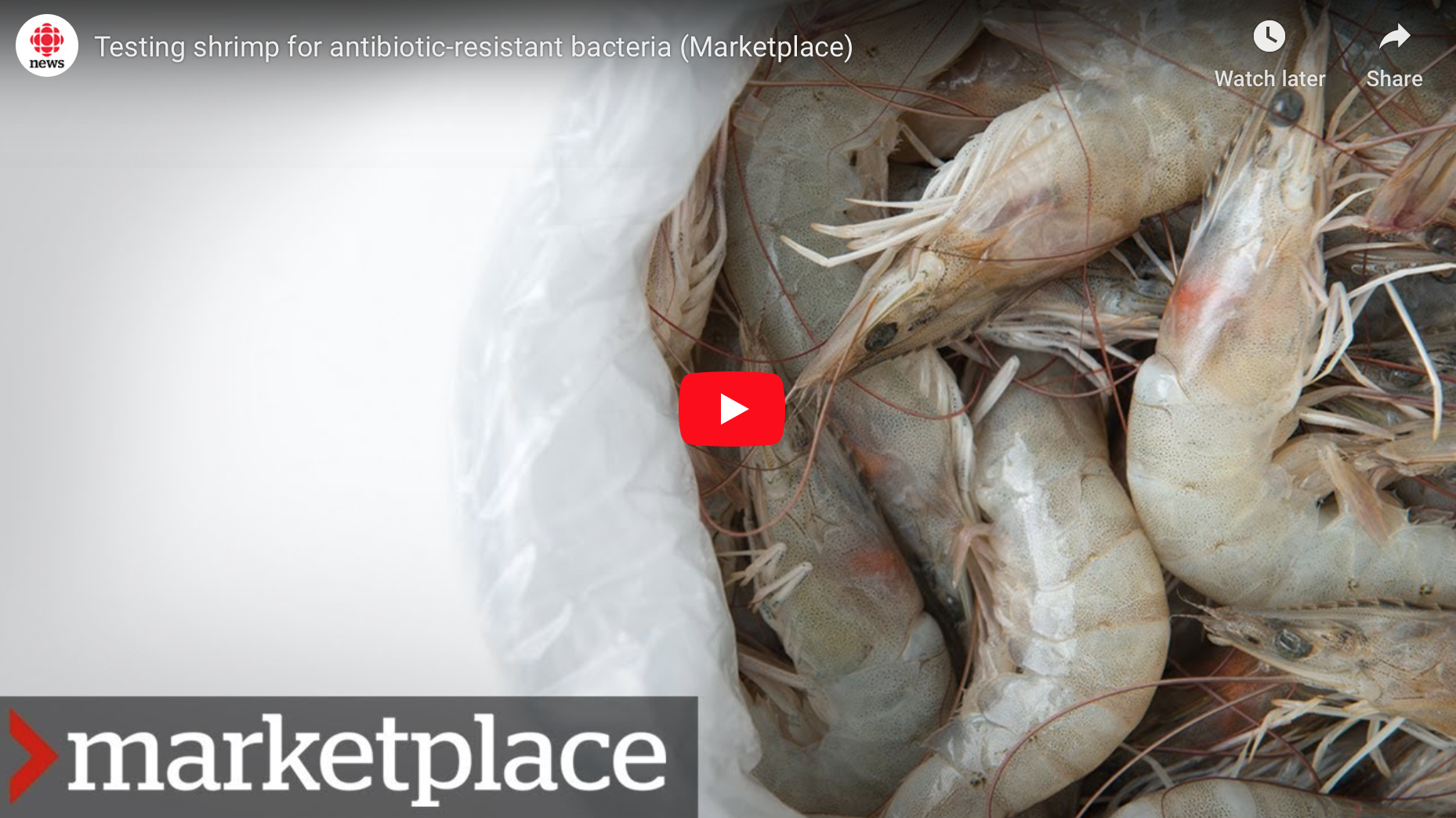 Testing Shrimp for Superbugs: Dr. Gerry Wright on CBC Marketplace