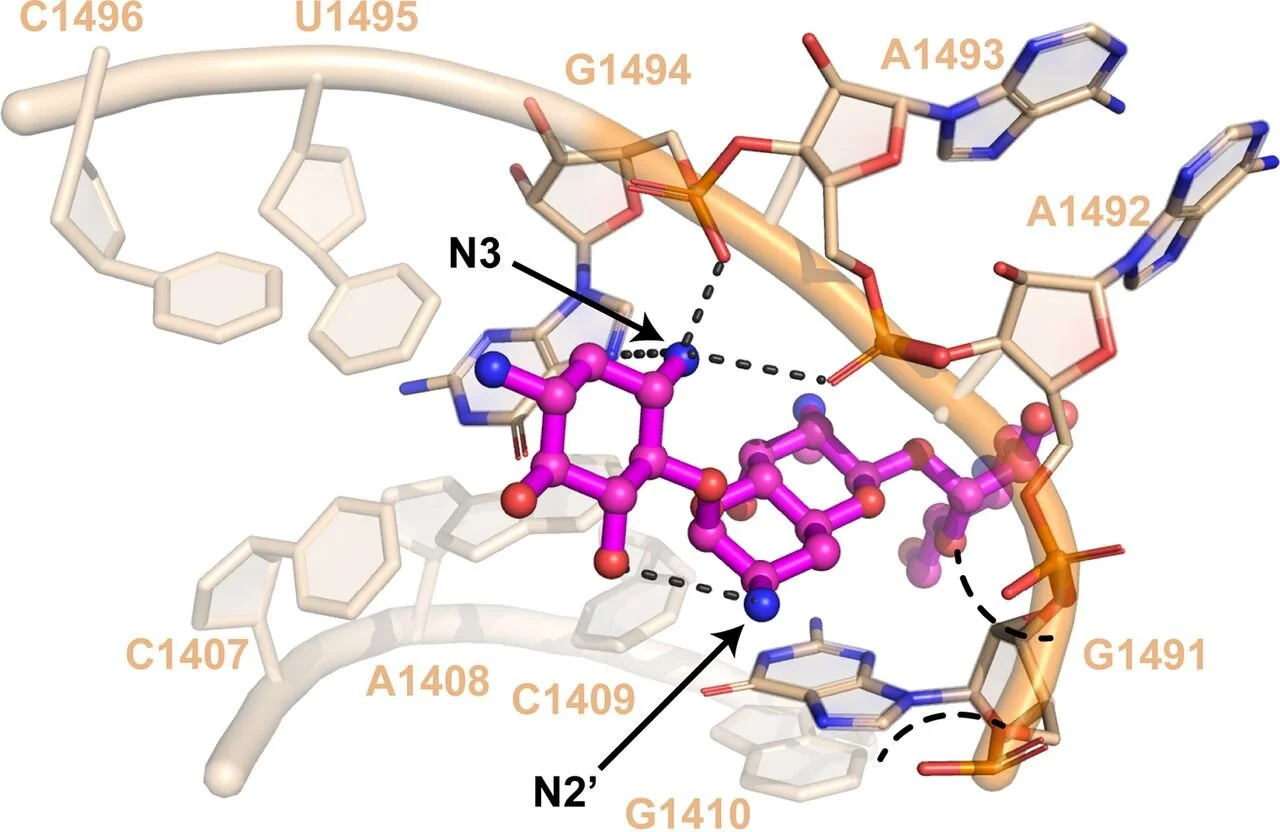 ApmA Is a Unique Aminoglycoside Antibiotic Acetyltransferase That Inactivates Apramycin