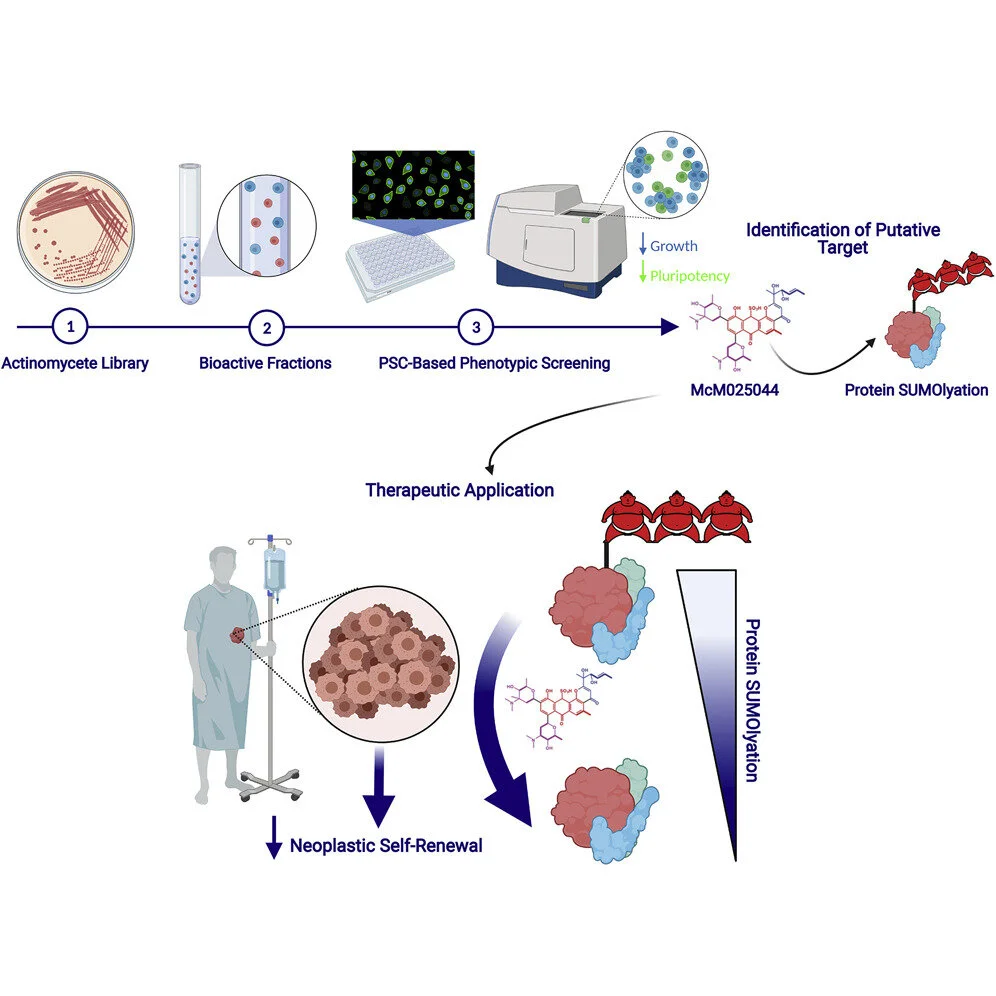 Targeting SUMOylation dependency in human cancer stem cells through a unique SAE2 motif revealed by chemical genomics