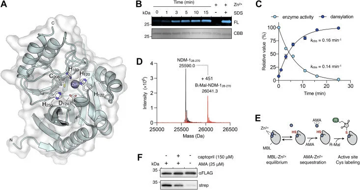 Aspergillomarasmine A inhibits metallo-β-lactamases by selectively sequestering Zn2