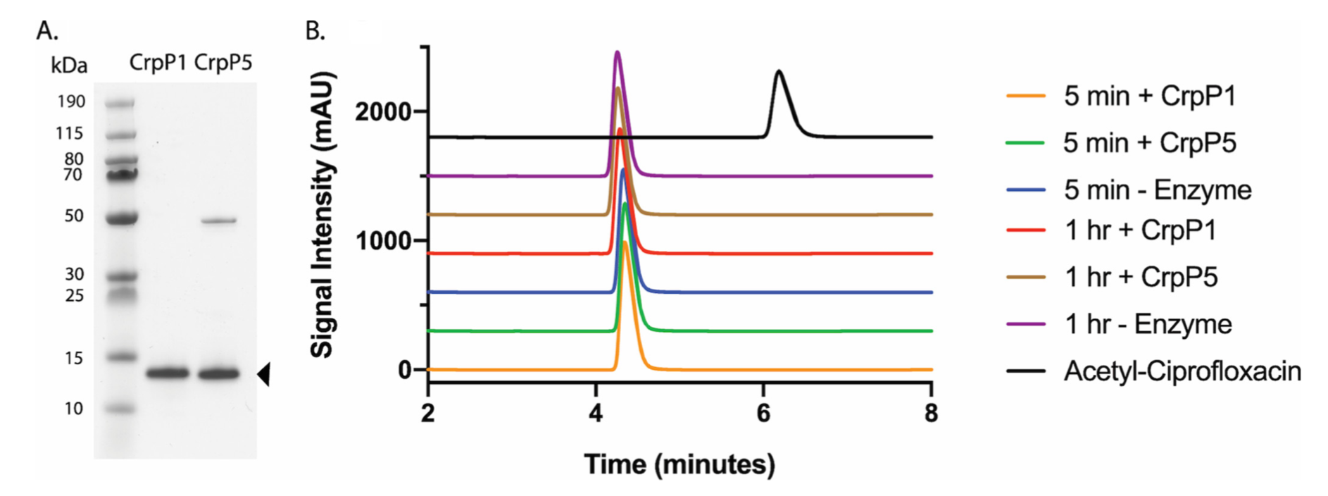 CrpP Is Not a Fluoroquinolone-Inactivating Enzyme