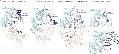 Structural and molecular rationale for the diversification of resistance mediated by the Antibiotic_NAT family