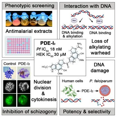 A non-reactive natural product precursor of the duocarmycin family has potent and selective antimalarial activity
