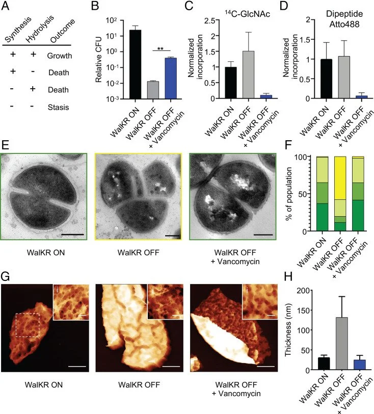 Demonstration of the role of cell wall homeostasis in Staphylococcus aureus growth and the action of bactericidal antibiotics
