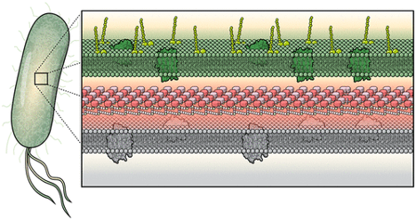 Prospects for Antibacterial Discovery and Development