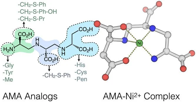 Three-Dimensional Structure and Optimization of the Metallo-β-Lactamase Inhibitor Aspergillomarasmine A