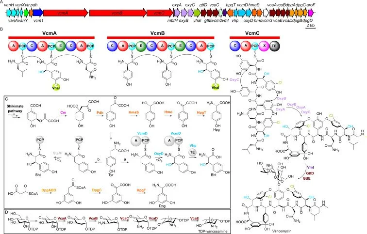Glycopeptide antibiotic discovery in the genomic era