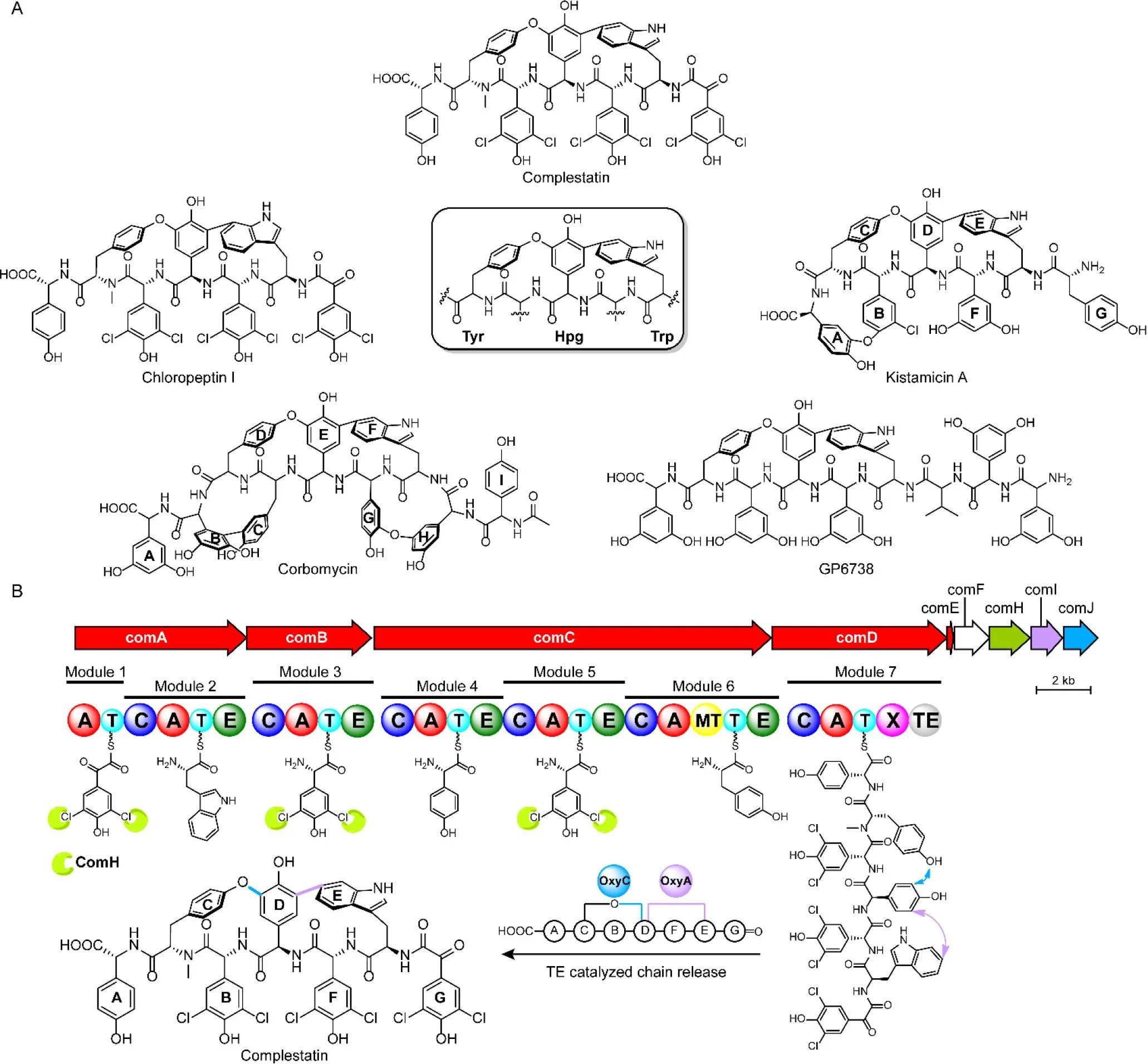 Phylogeny-Informed Synthetic Biology Reveals Unprecedented Structural Novelty in Type V Glycopeptide Antibiotics