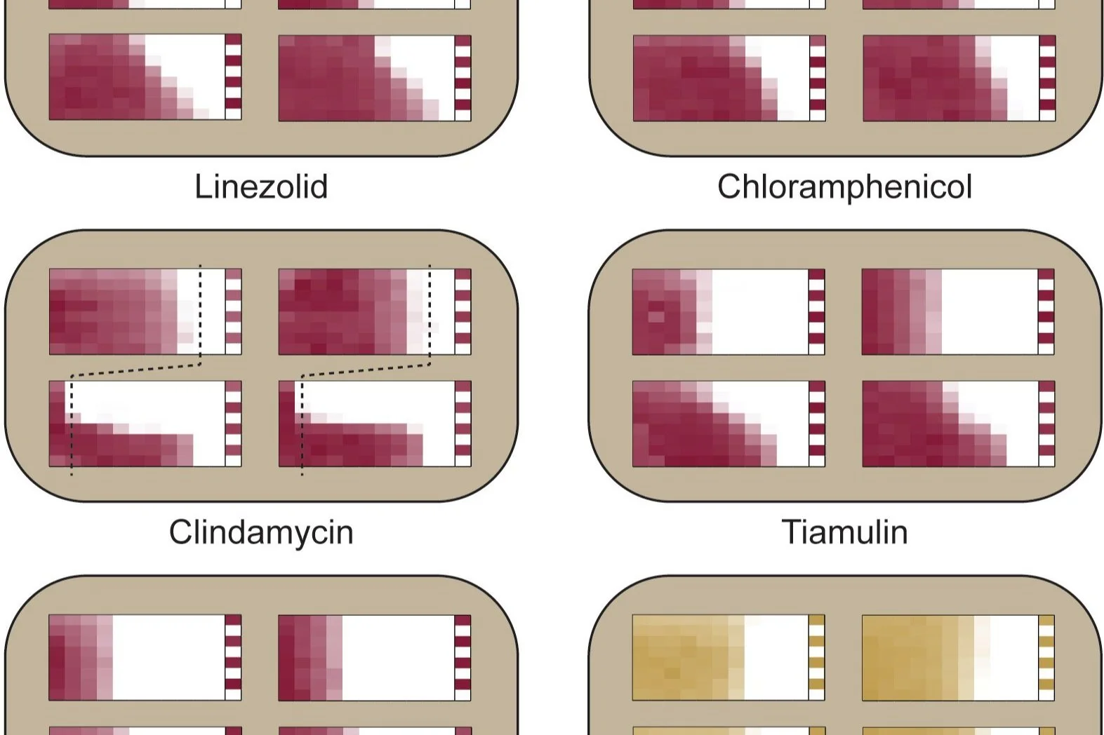 Angucyclinones rescue PhLOPSA antibiotic activity by inhibiting Cfr-dependent antibiotic resistance