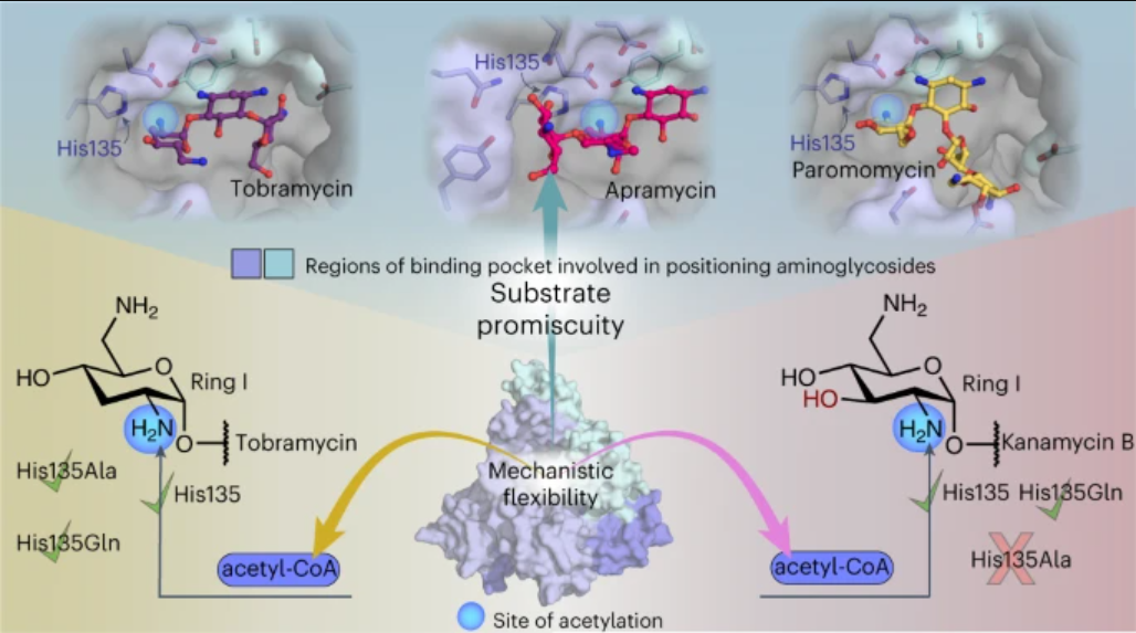 Mechanistic plasticity in ApmA enables aminoglycoside promiscuity for resistance