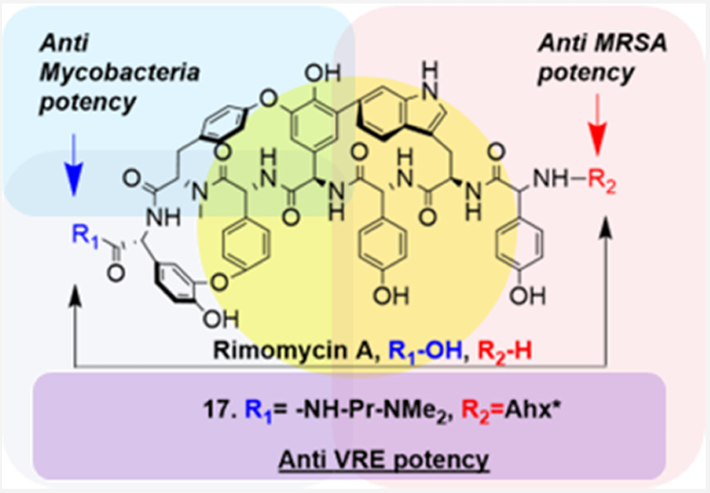 Synthetic Biology Facilitates Semisynthetic Development of Type V Glycopeptide Antibiotics Targeting Vancomycin-Resistant Enterococcus