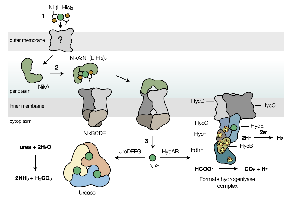 Targeting bacterial nickel transport with aspergillomarasmine A suppresses virulence-associated Ni-dependent enzymes