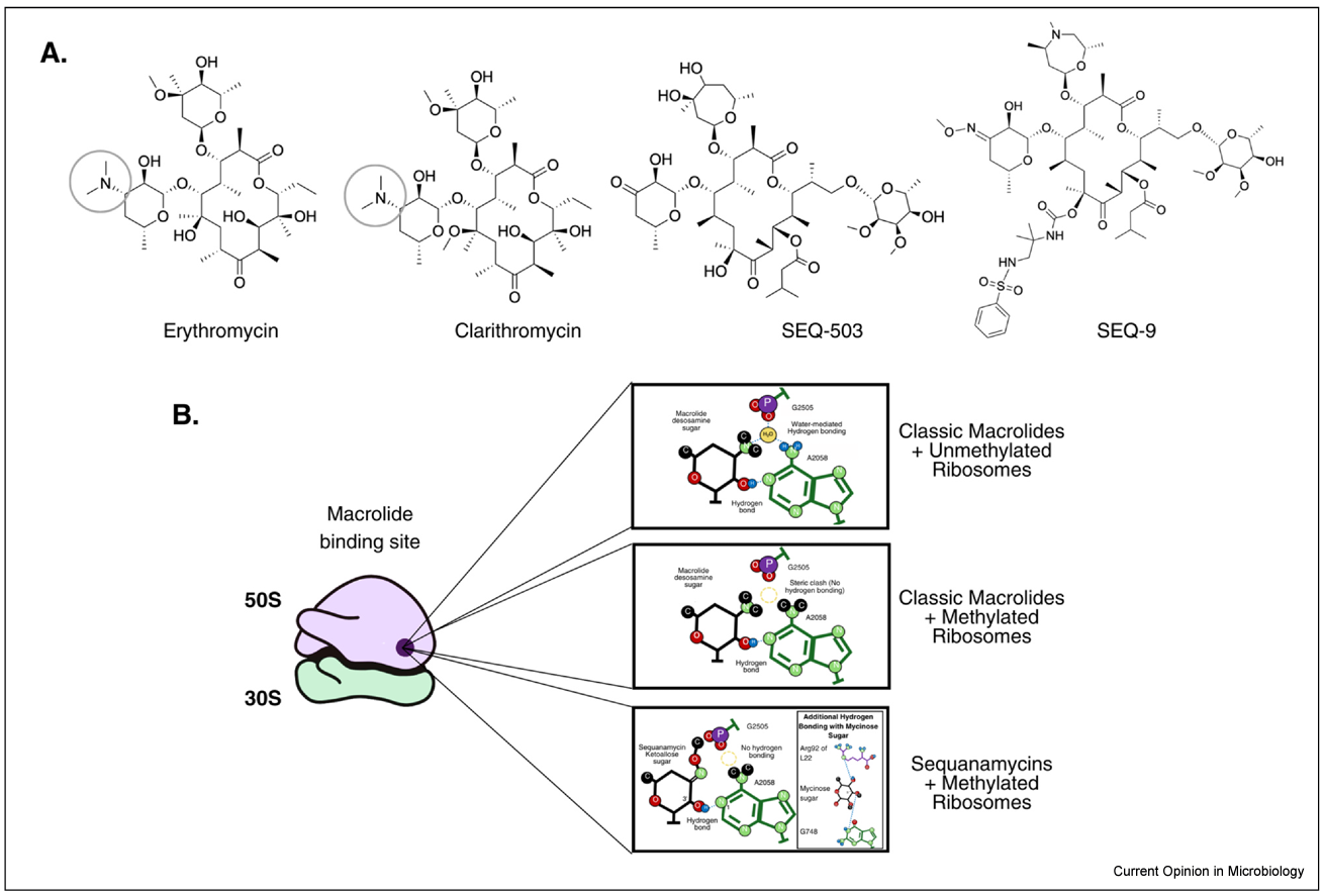 Revisiting the potential of natural products in antimycobacterial therapy: advances in drug discovery and semisynthetic solutions