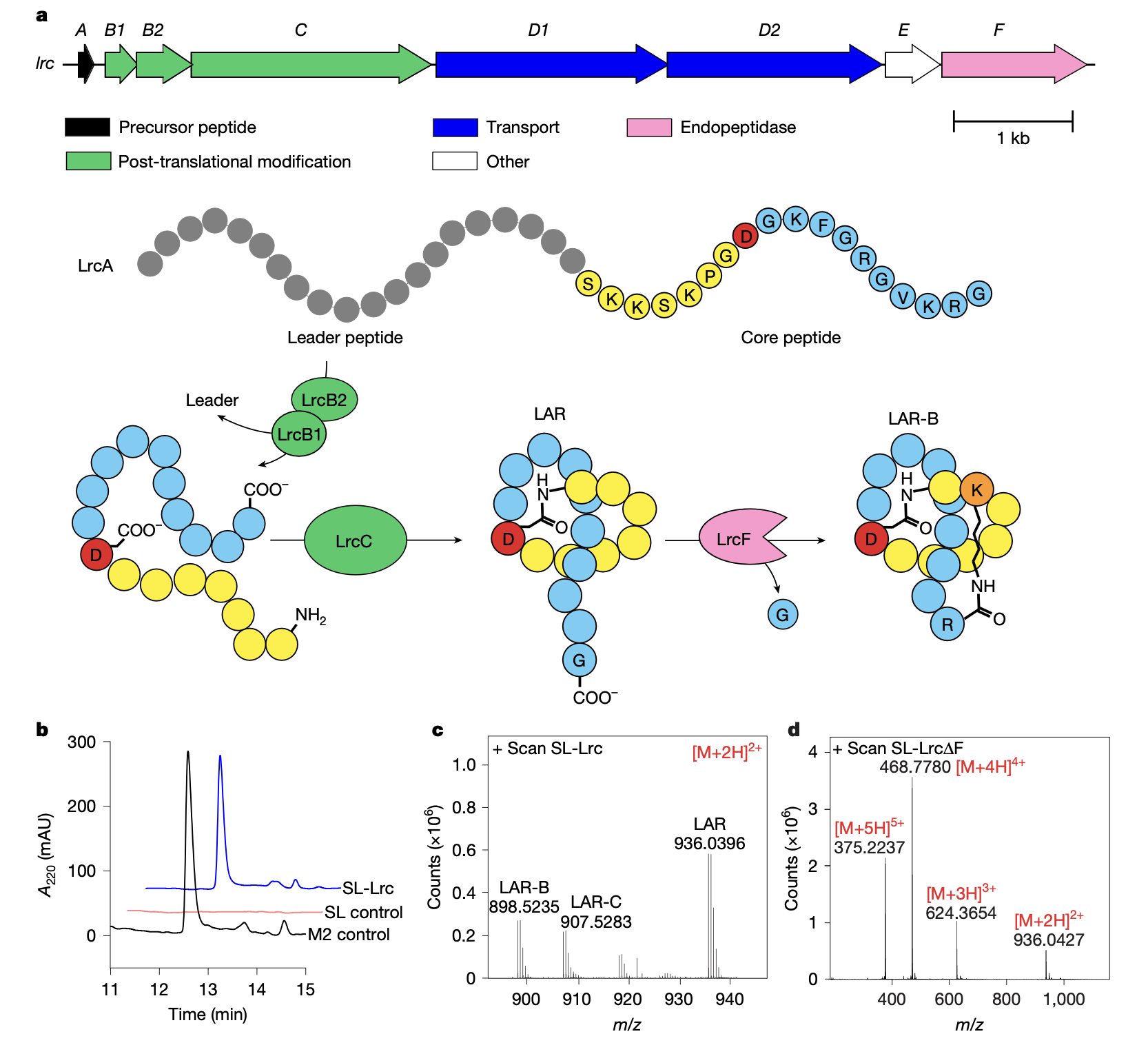 A broad-spectrum lasso peptide antibiotic targeting the bacterial ribosome