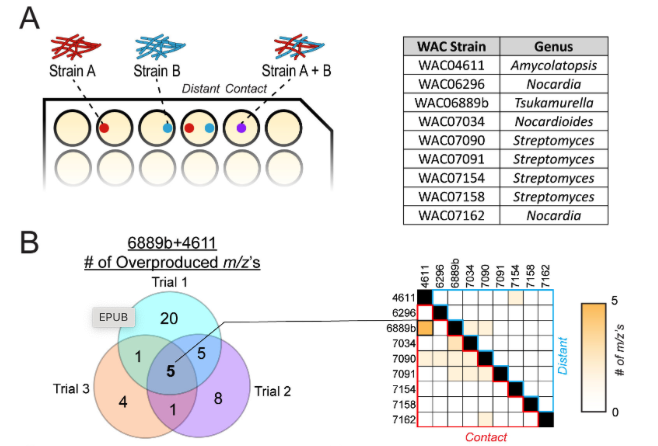 Identification and characterization of the siderochelin biosynthetic gene cluster via coculture