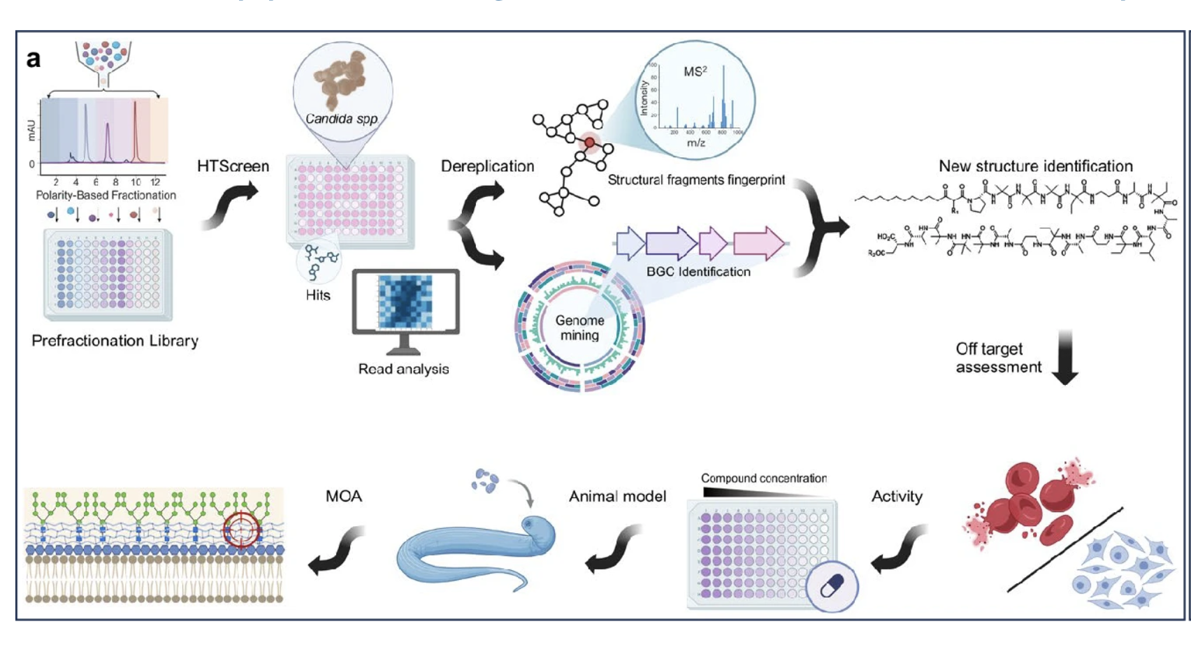 Coniontins, lipopetaibiotics active against Candida auris identified from a microbial natural product fractionation library