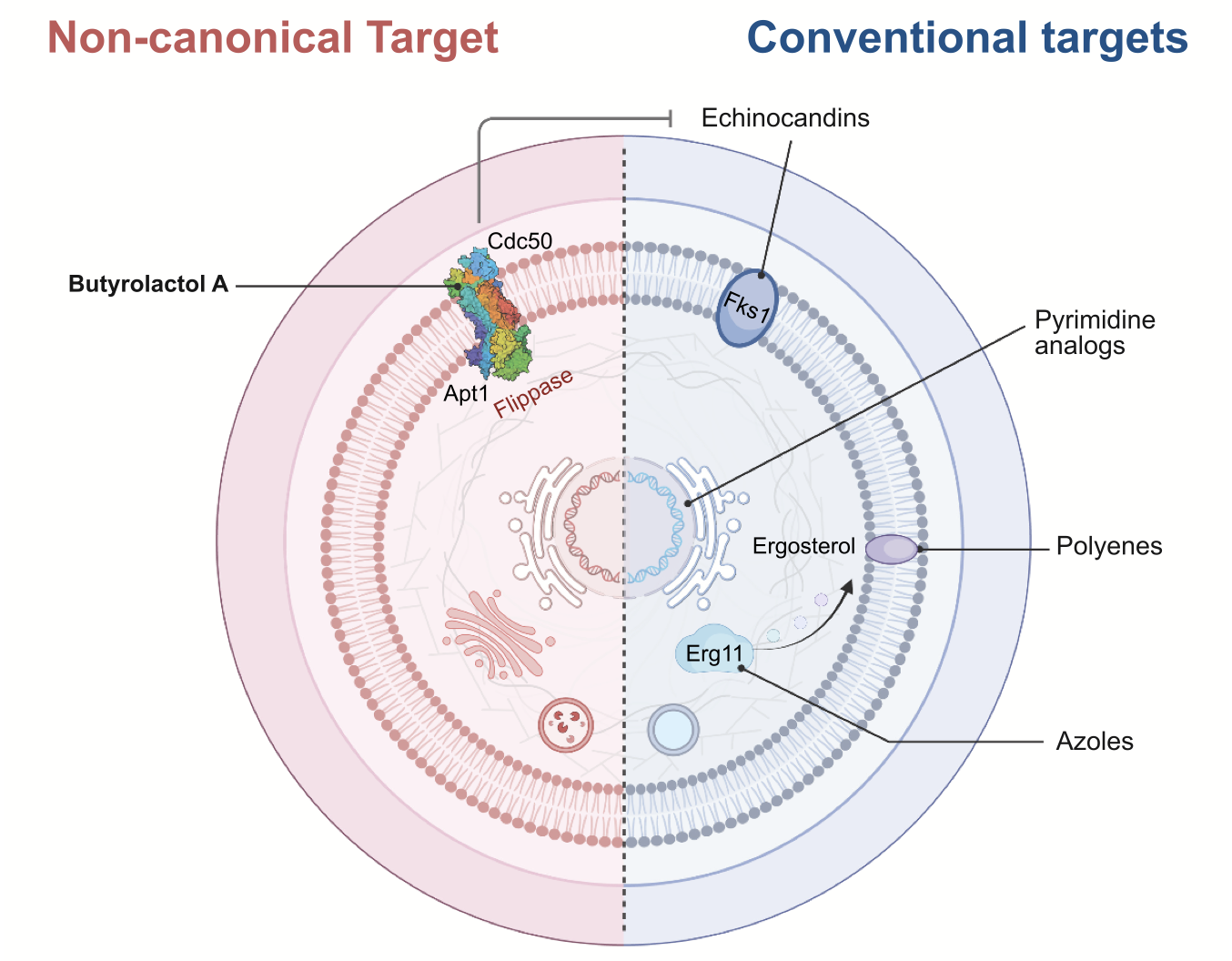 Butyrolactol A enhances caspofungin efficacy via flippase inhibition in drug-resistant fungi