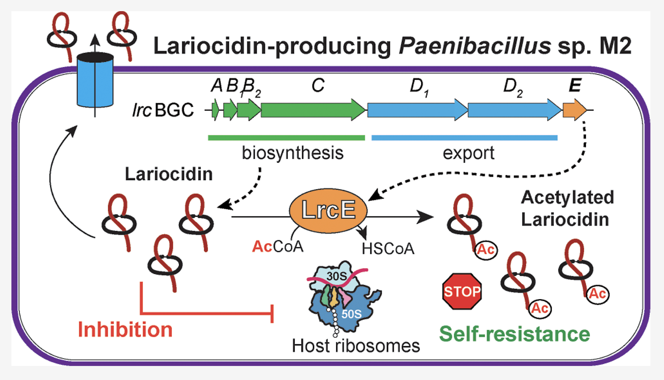 An Acetyltransferase Conferring Self-Resistance of the Producer to Lasso Peptide Antibiotic Lariocidin