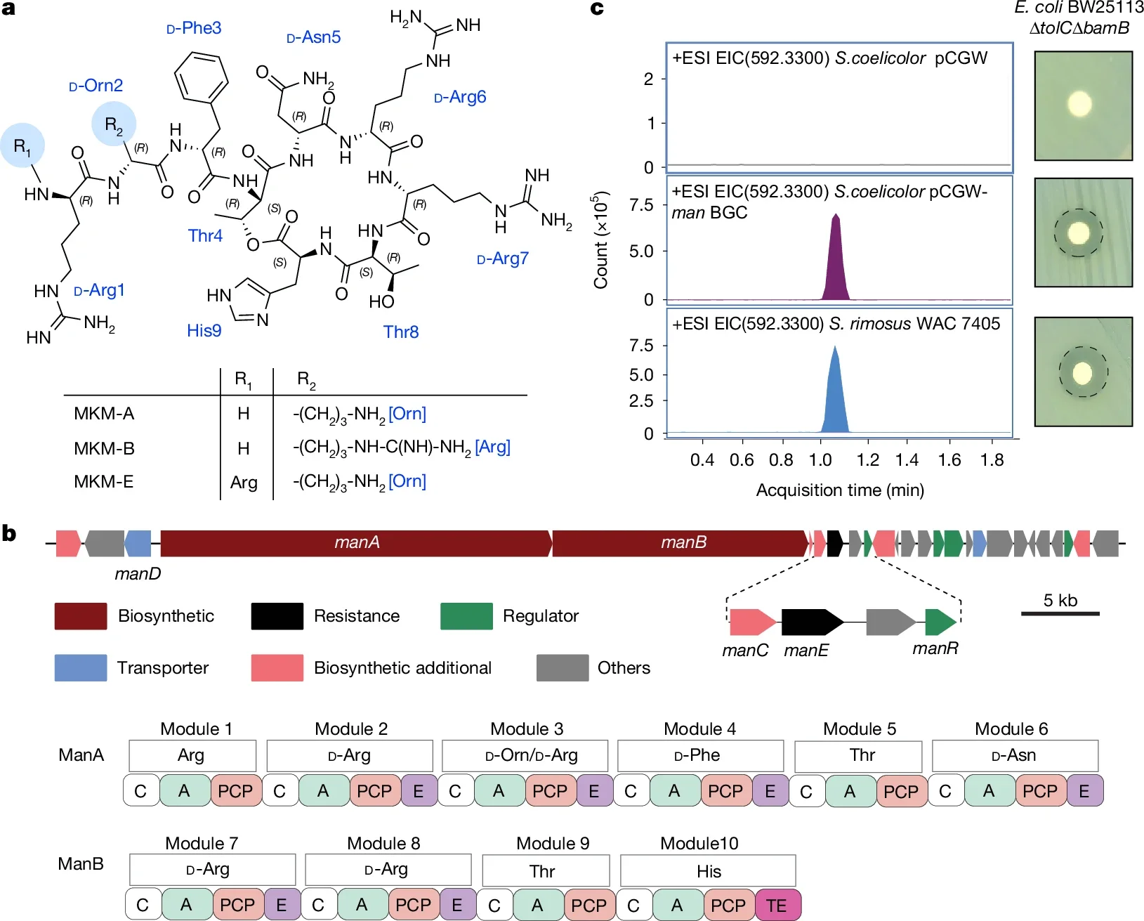 A natural depsipeptide antibiotic binds the E-site of the bacterial ribosome