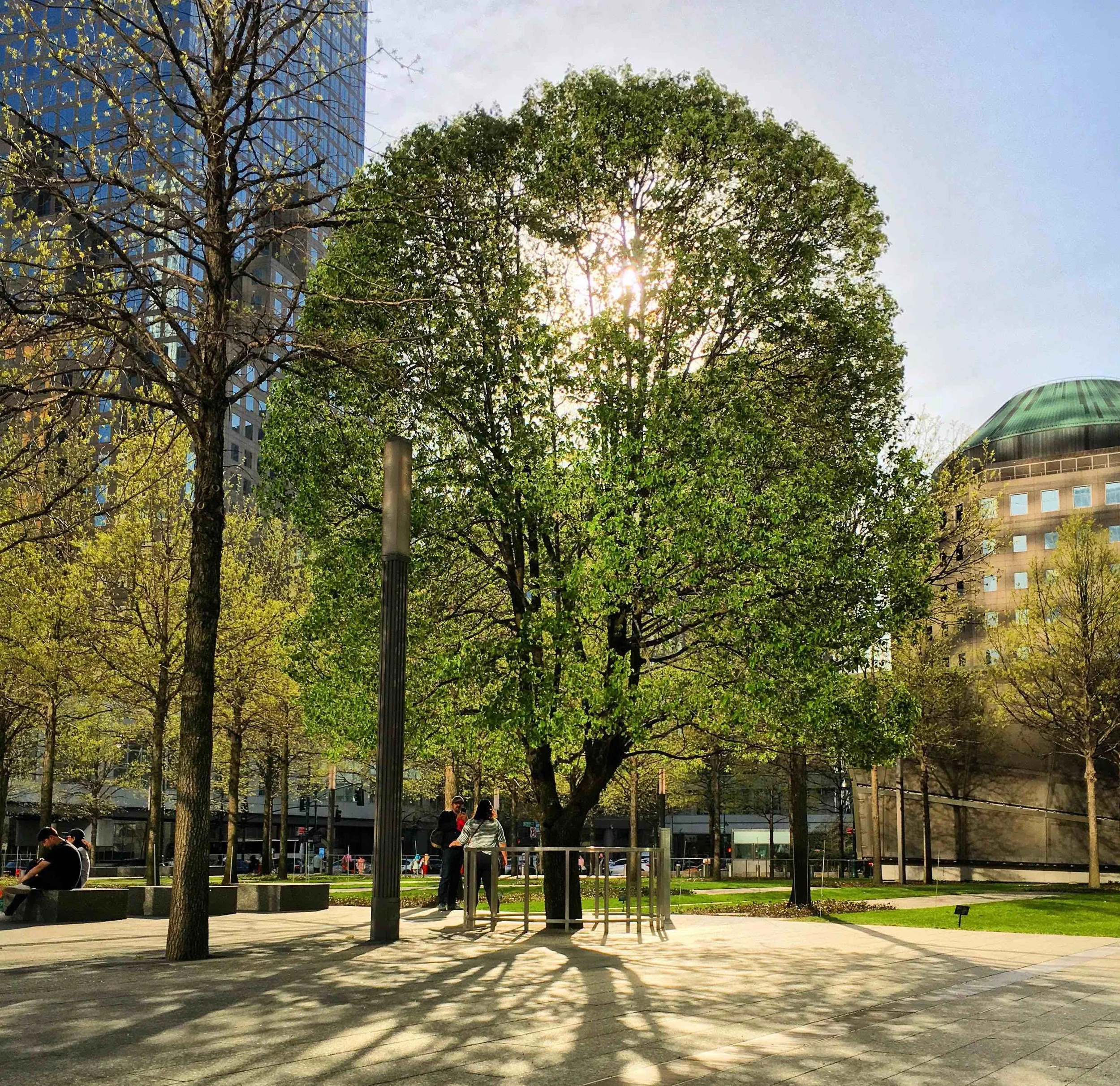 Survivor Tree. Photo by Michael Young.