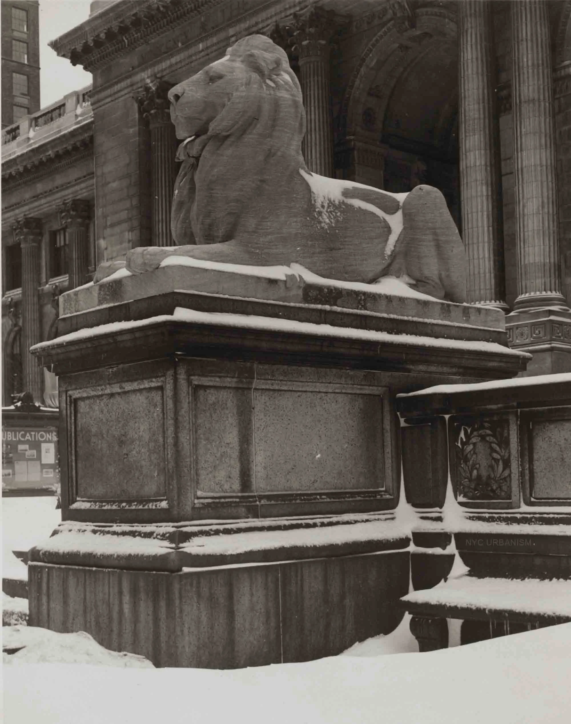 lions snow.jpg