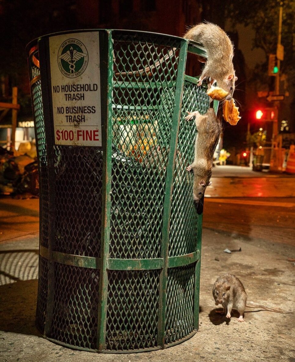 © C. Hamilton James