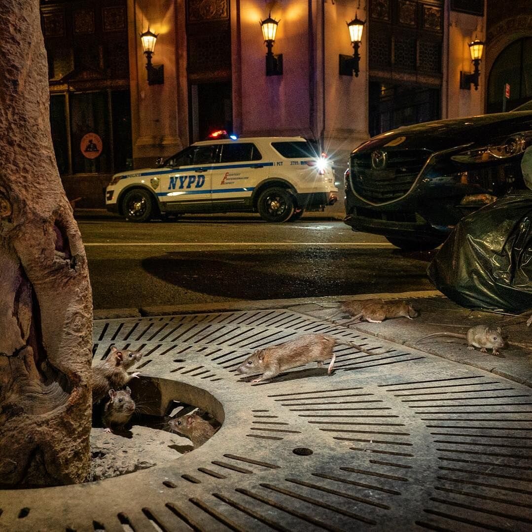 © C. Hamilton James