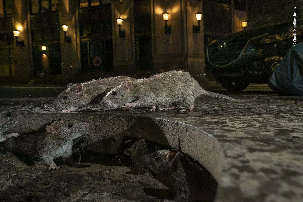 Urban Wildlife Photography Award