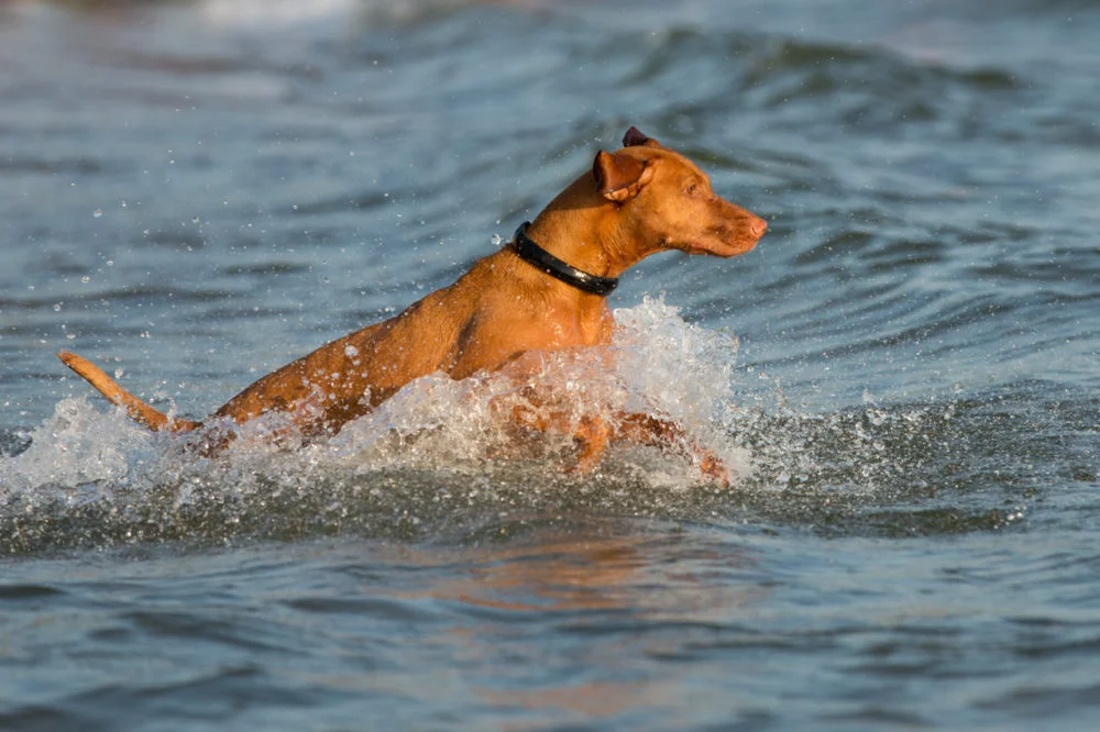 dogtelligent, connected collar, dogtelligent connected collar, smart dog collar, lake michigan business photography, business photography, business photography grand rapids, seamless accelerator photography, photography seamless accelerator, grand rapids business photos, business photos grand rapids, grand rapids business photography, business photography grand rapids, grand rapids business photographer, business photographer grand rapids (11)