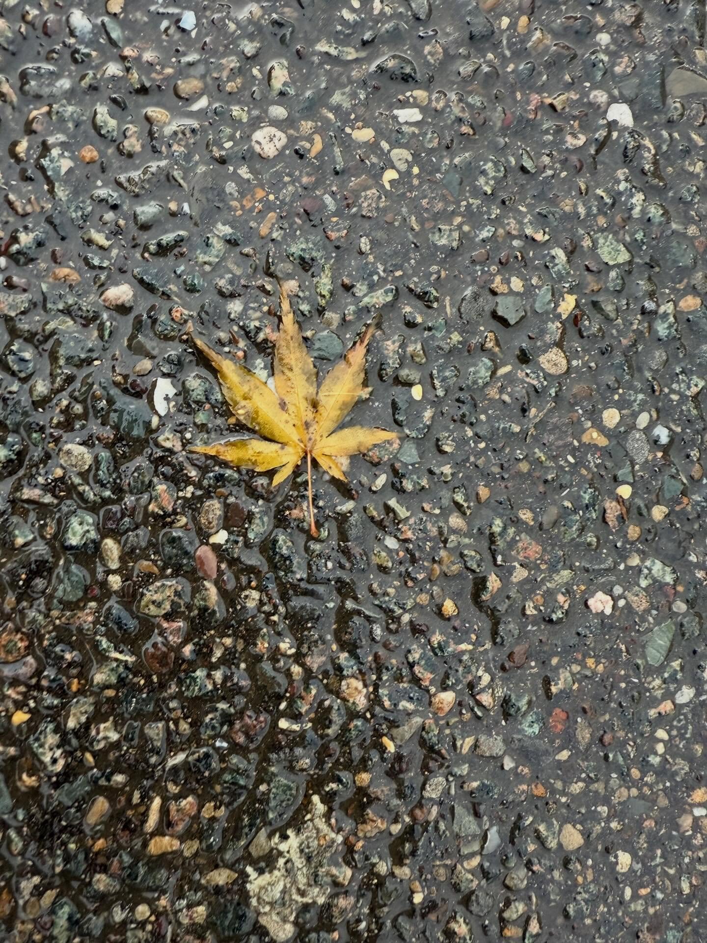 Inspiration on a wet day. 

 In design mode for the next few weeks, will keep you posted&hellip;

#designing #textiledesigner #inspiration