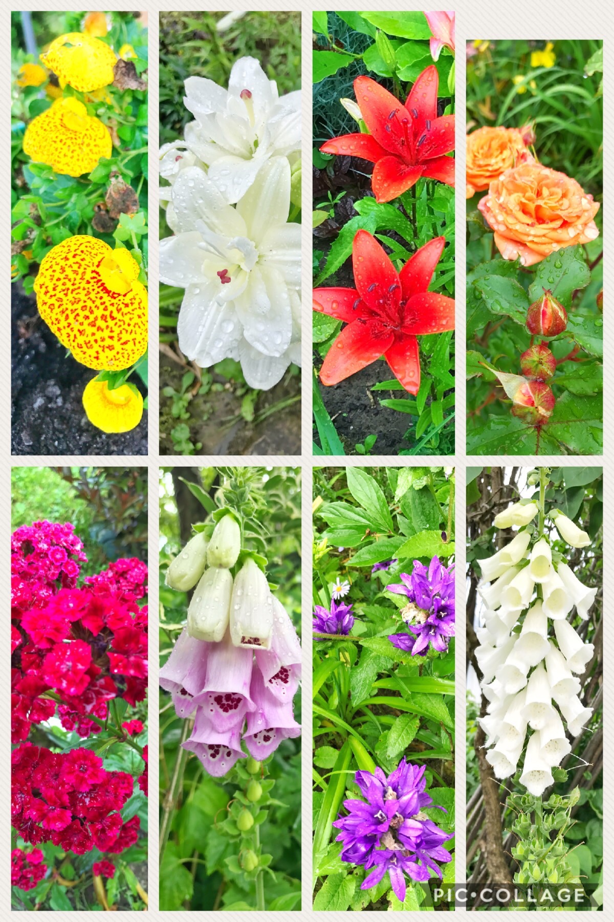  All of these beauties were found in a lovely garden of one of the homes we visit each year. It was definitely a highlight of the trip to gaze on God's amazing creations. :) 