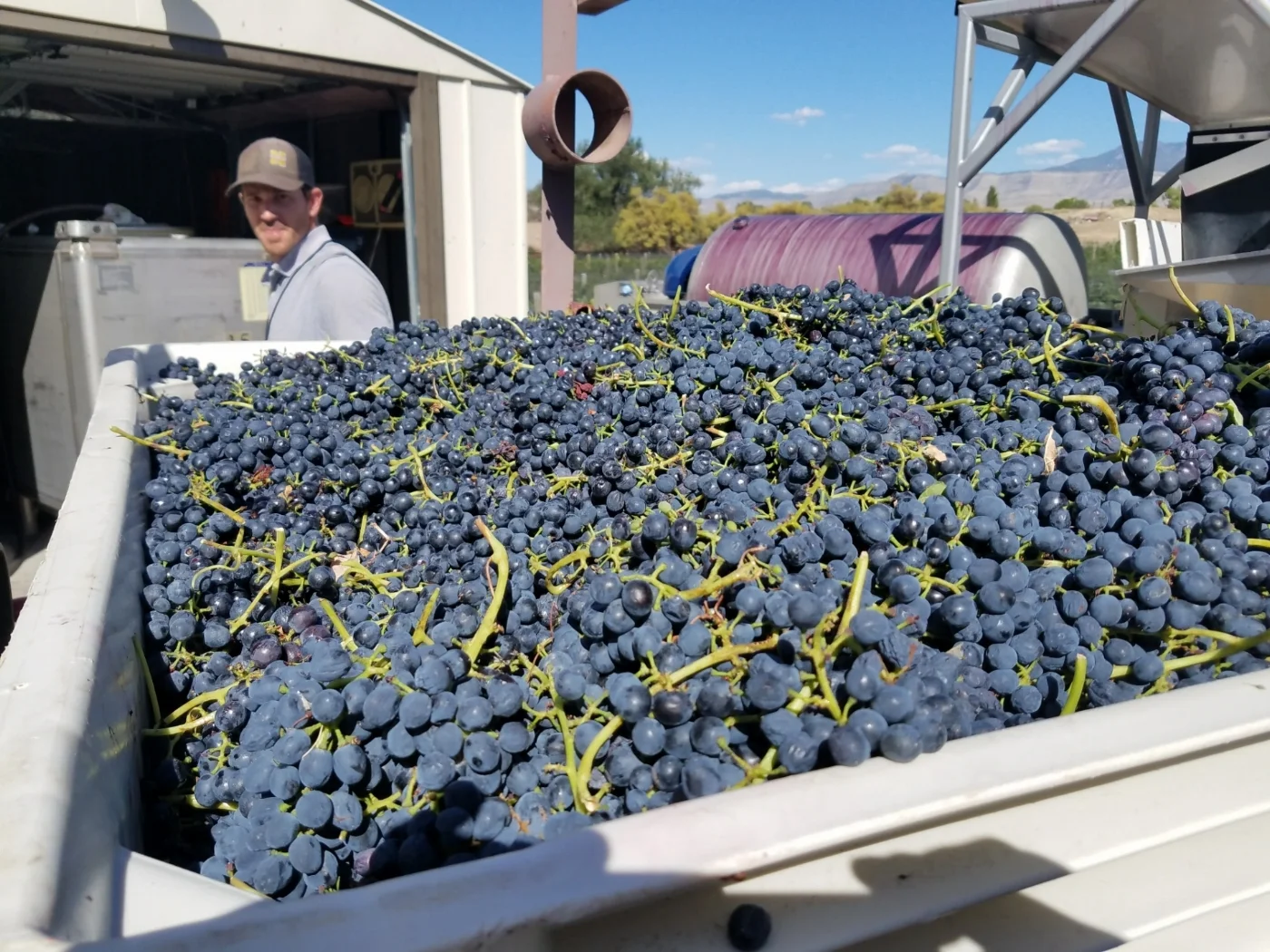 2017 harvest in the Colorado Palisades. (Photo: Michael Arnsteen)