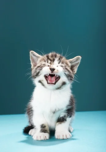 kitten.jpg