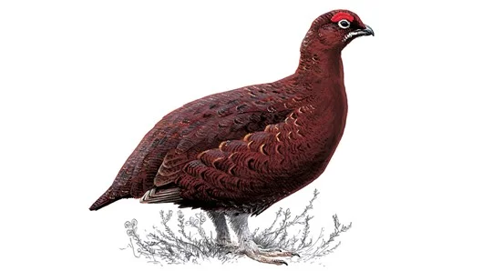 grouse.jpg