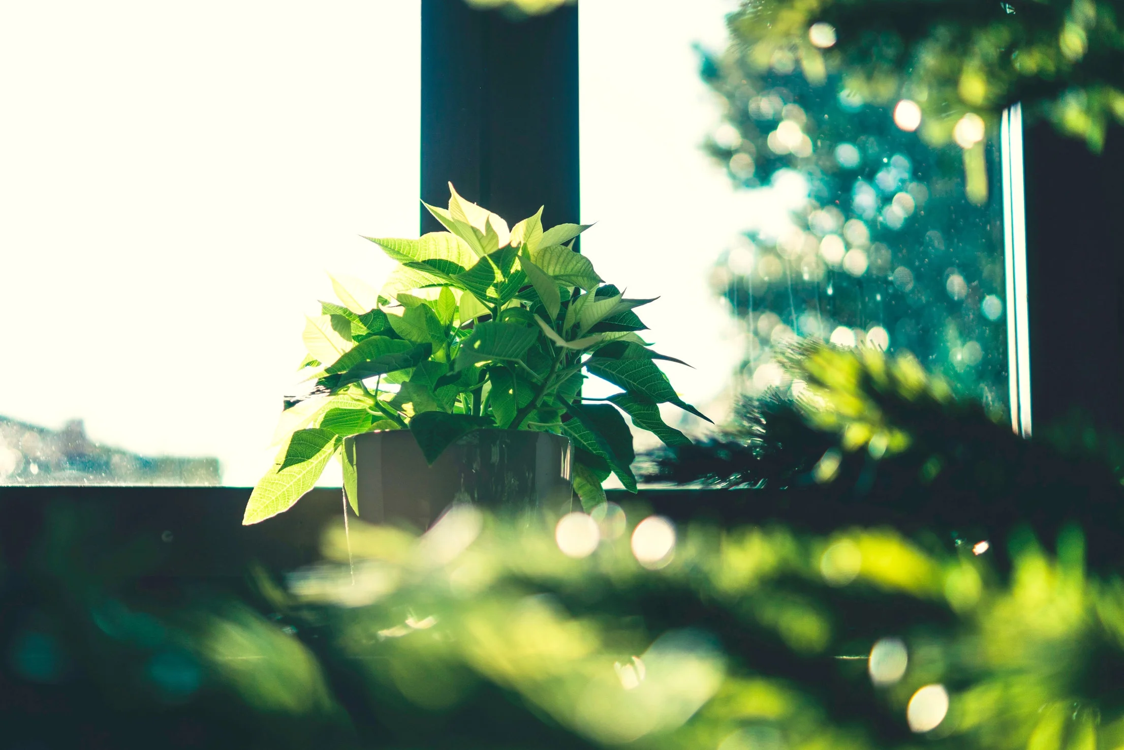 blur-bokeh-bright-720555_2.jpg