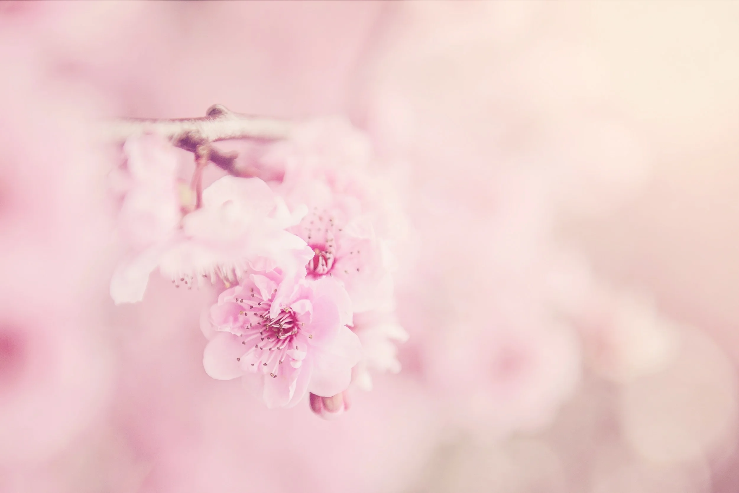 beautiful-bloom-blooming-567973.jpg