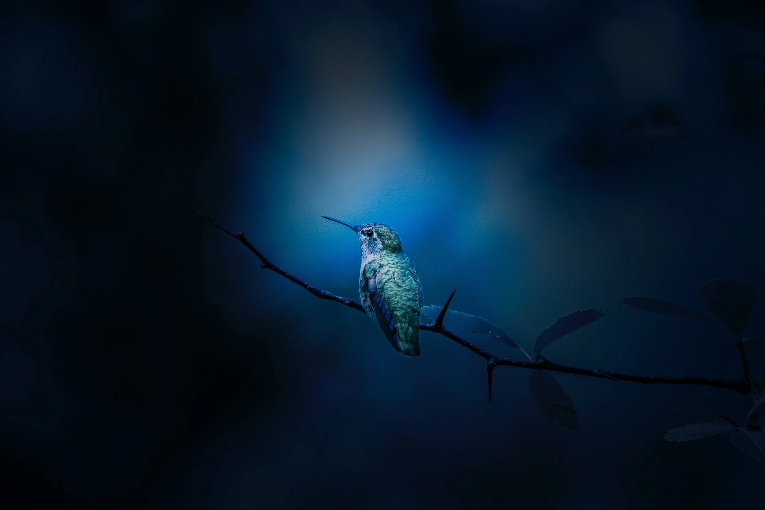 animal-animal-photography-avian-2961876.jpg