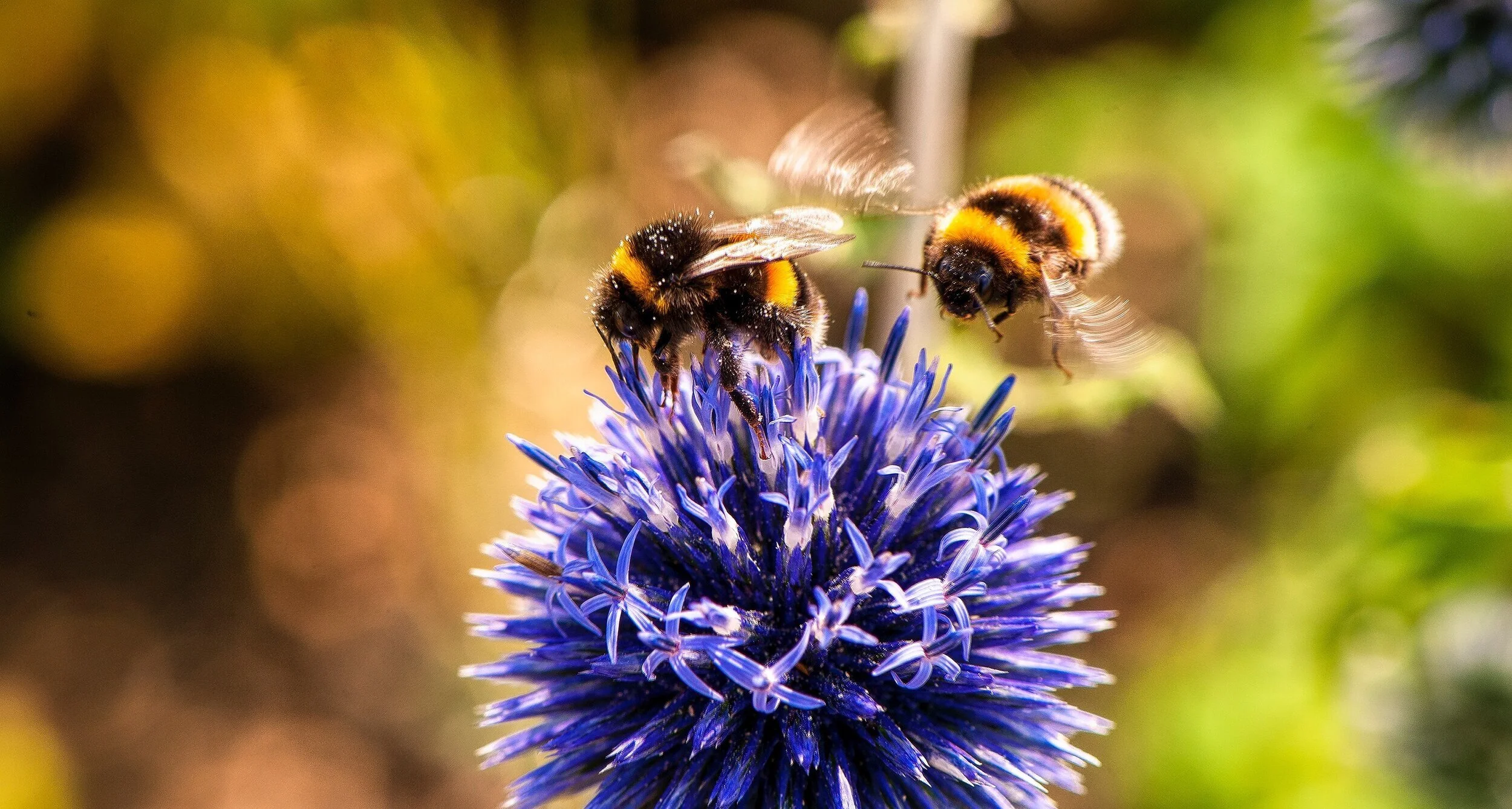 animal-bees-bloom-553251.jpg