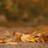 source (1).gif