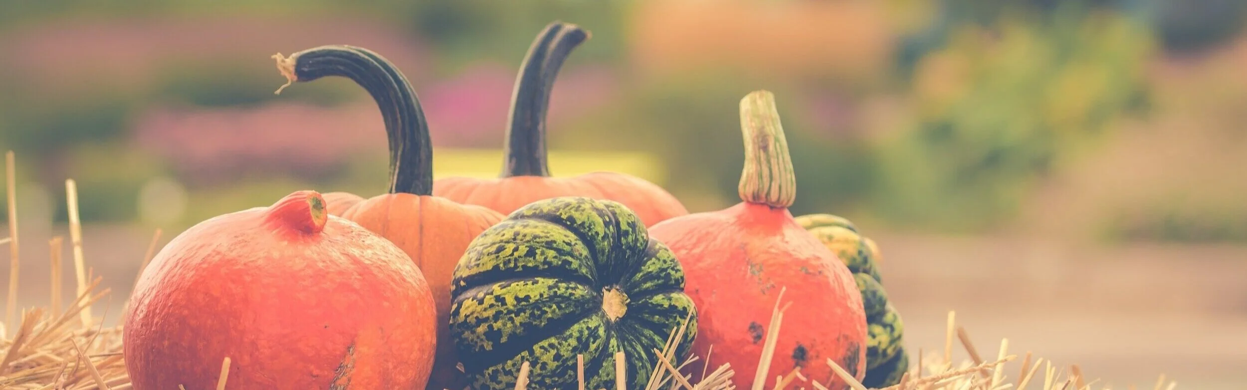 abundance-agriculture-color-709907.jpg