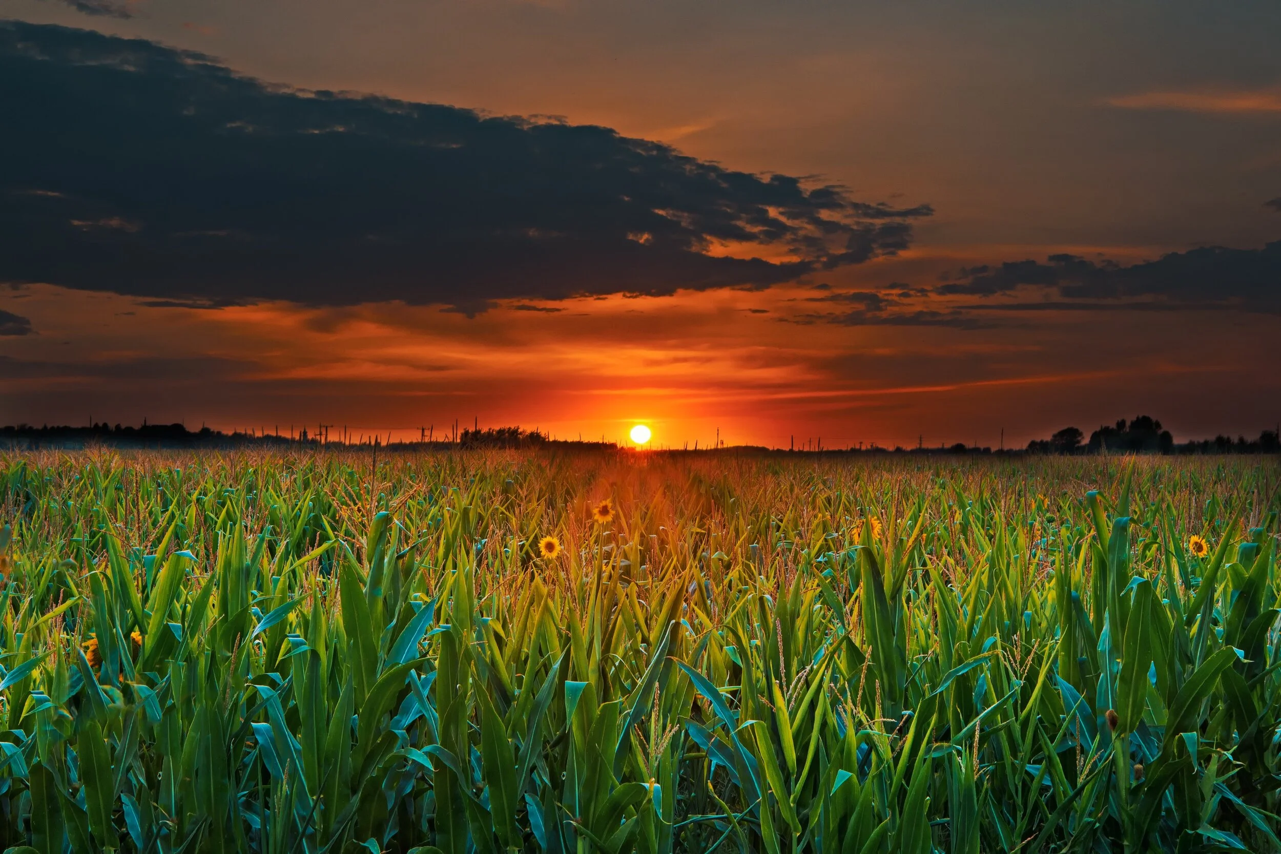 clouds-corn-corn-field-539282.jpg